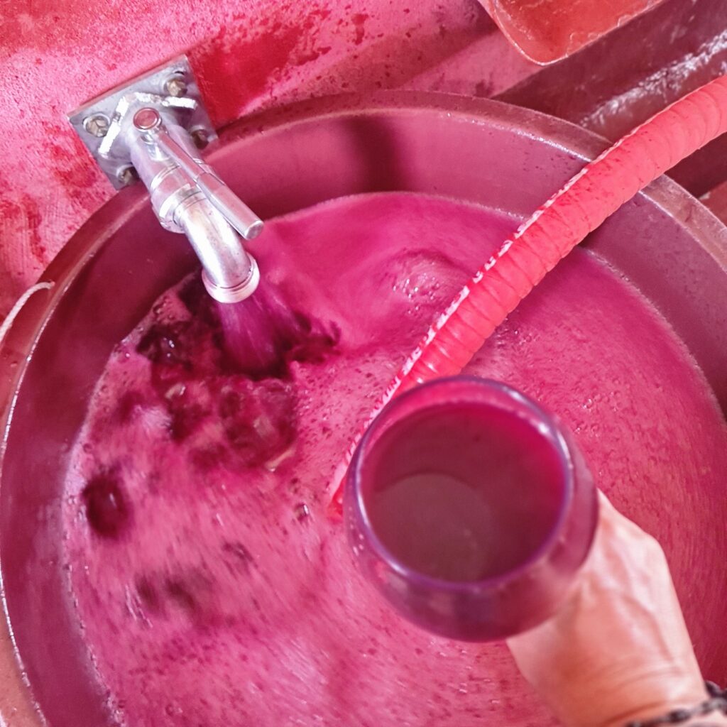 Clos Fornelli domaine viticole11