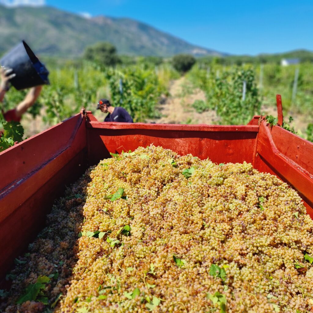 Clos Fornelli domaine viticole15